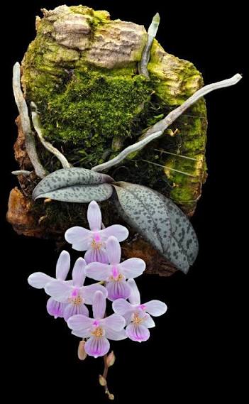 Palaenopsis lindenii