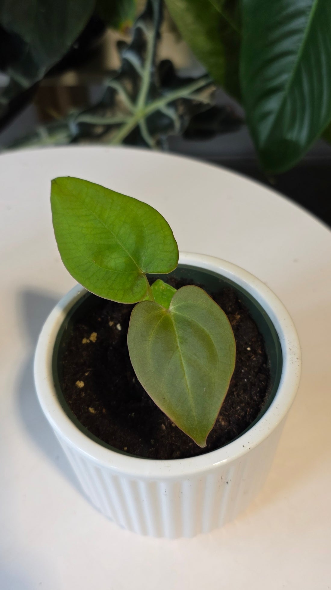 Anthurium Crystallinum X Dressleri (B)