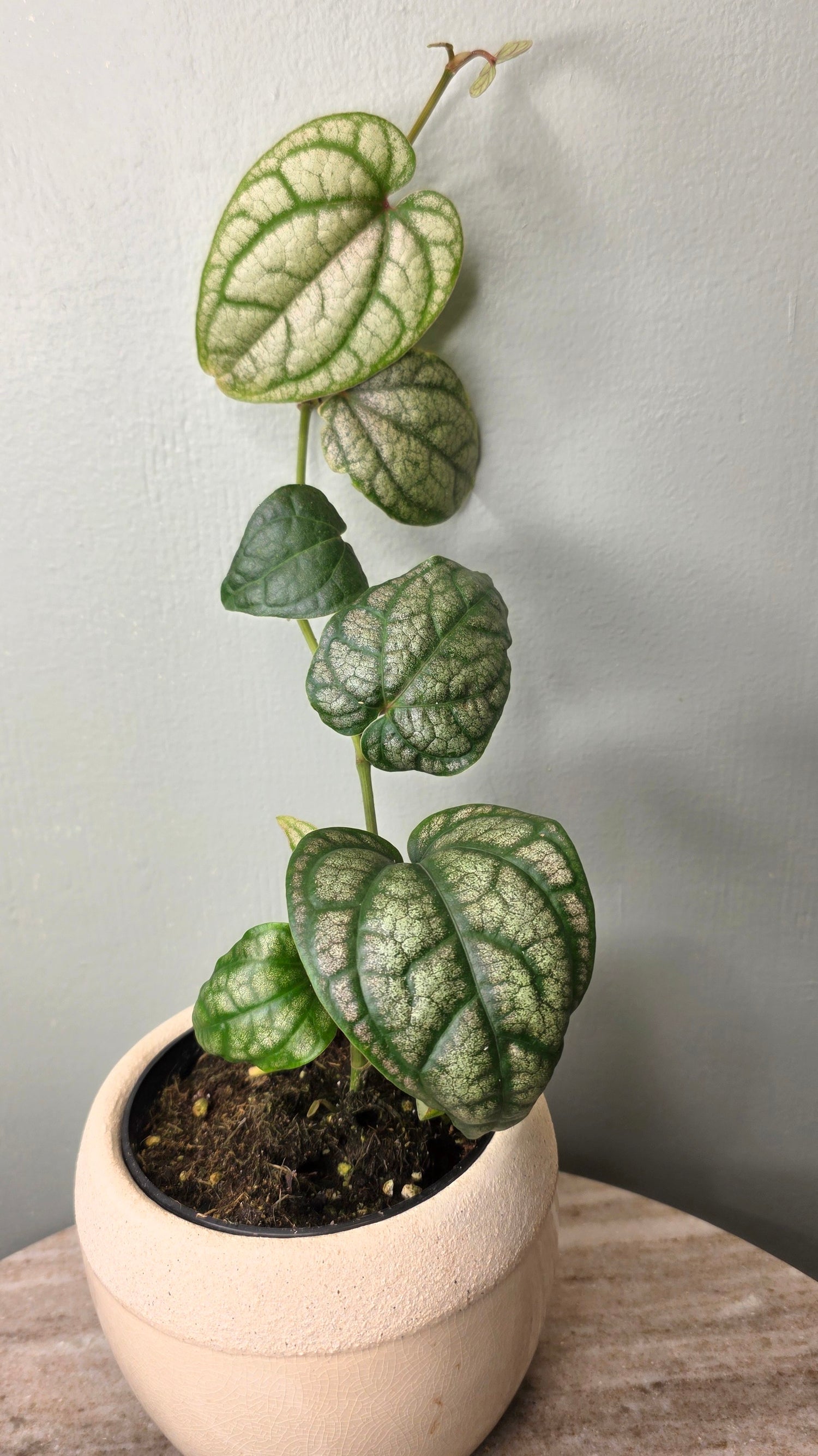 Piper Crocatum 4&quot;