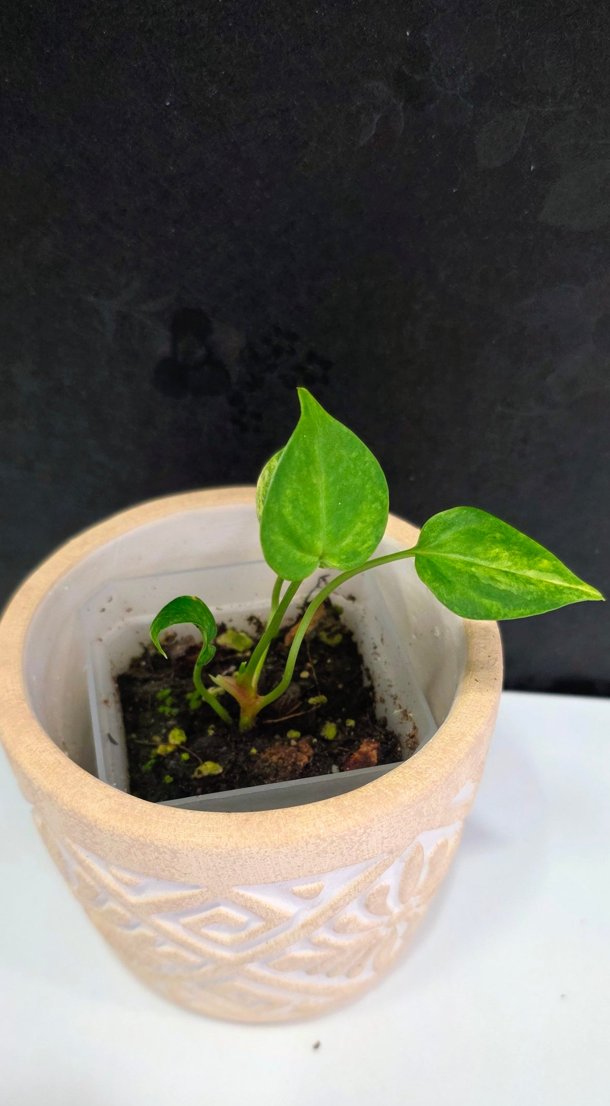 Anthurium Clarinervium Variegated E
