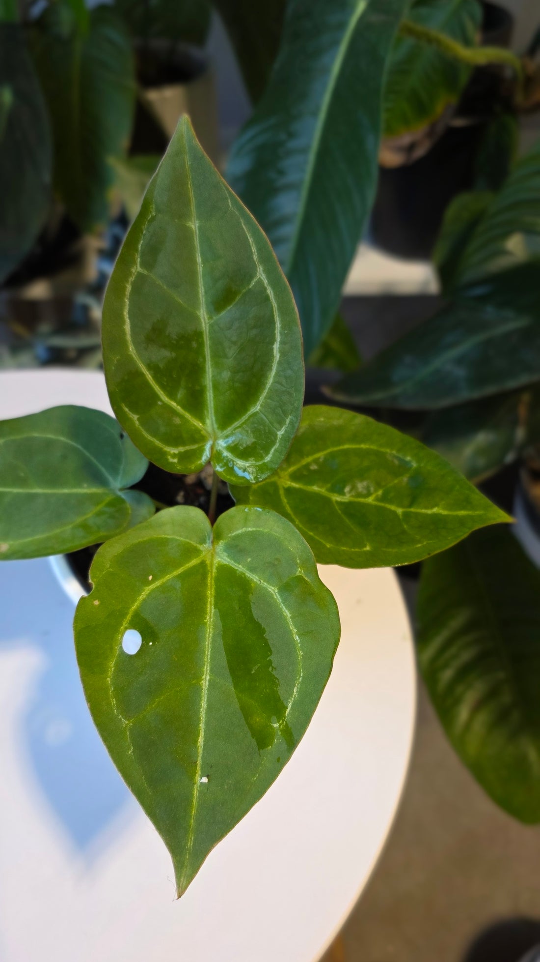 Anthurium Blue Pap x One DP (c)