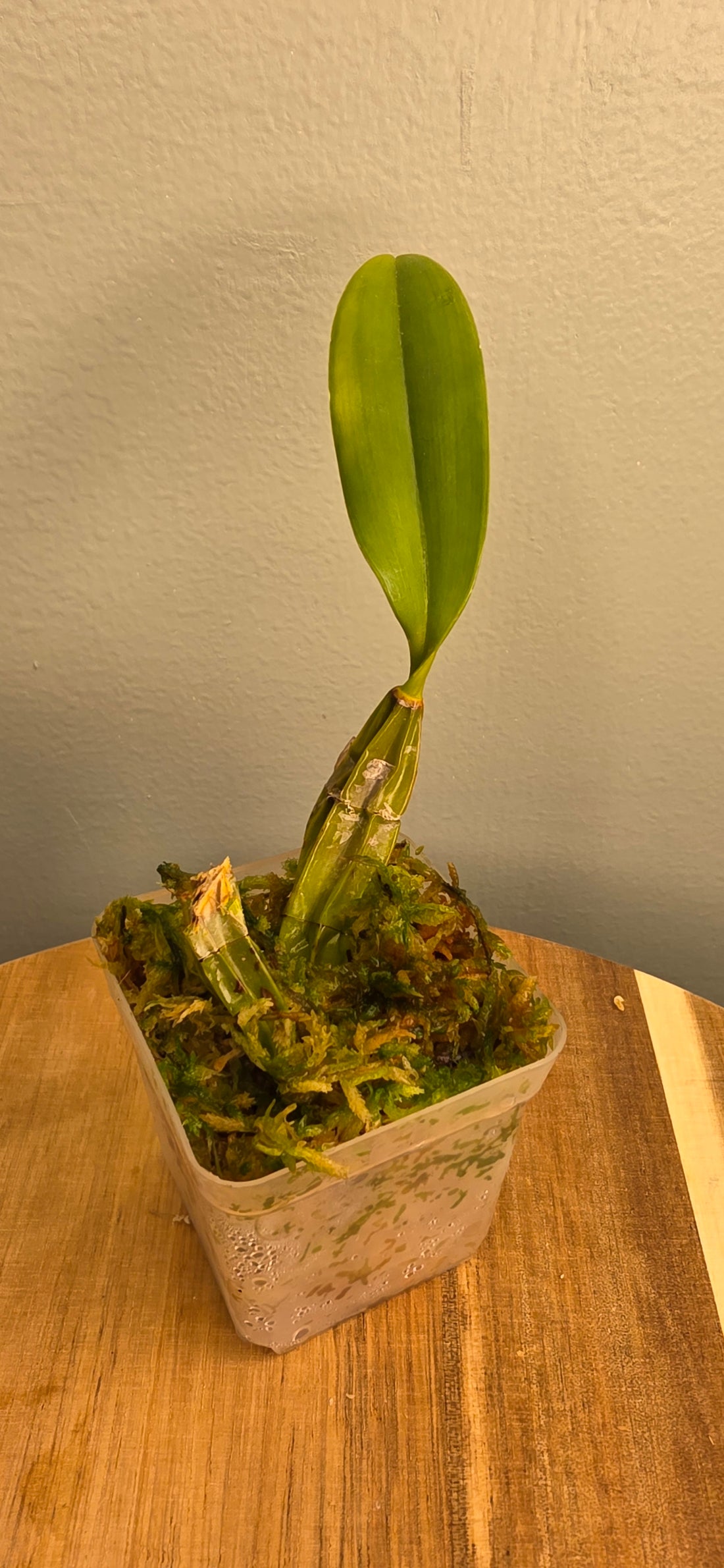 Dendrobium lindeyi