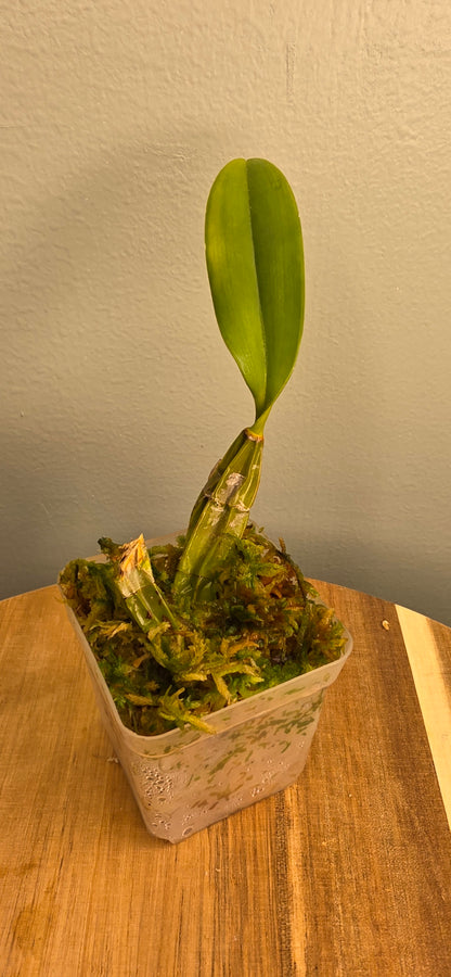 Dendrobium lindeyi