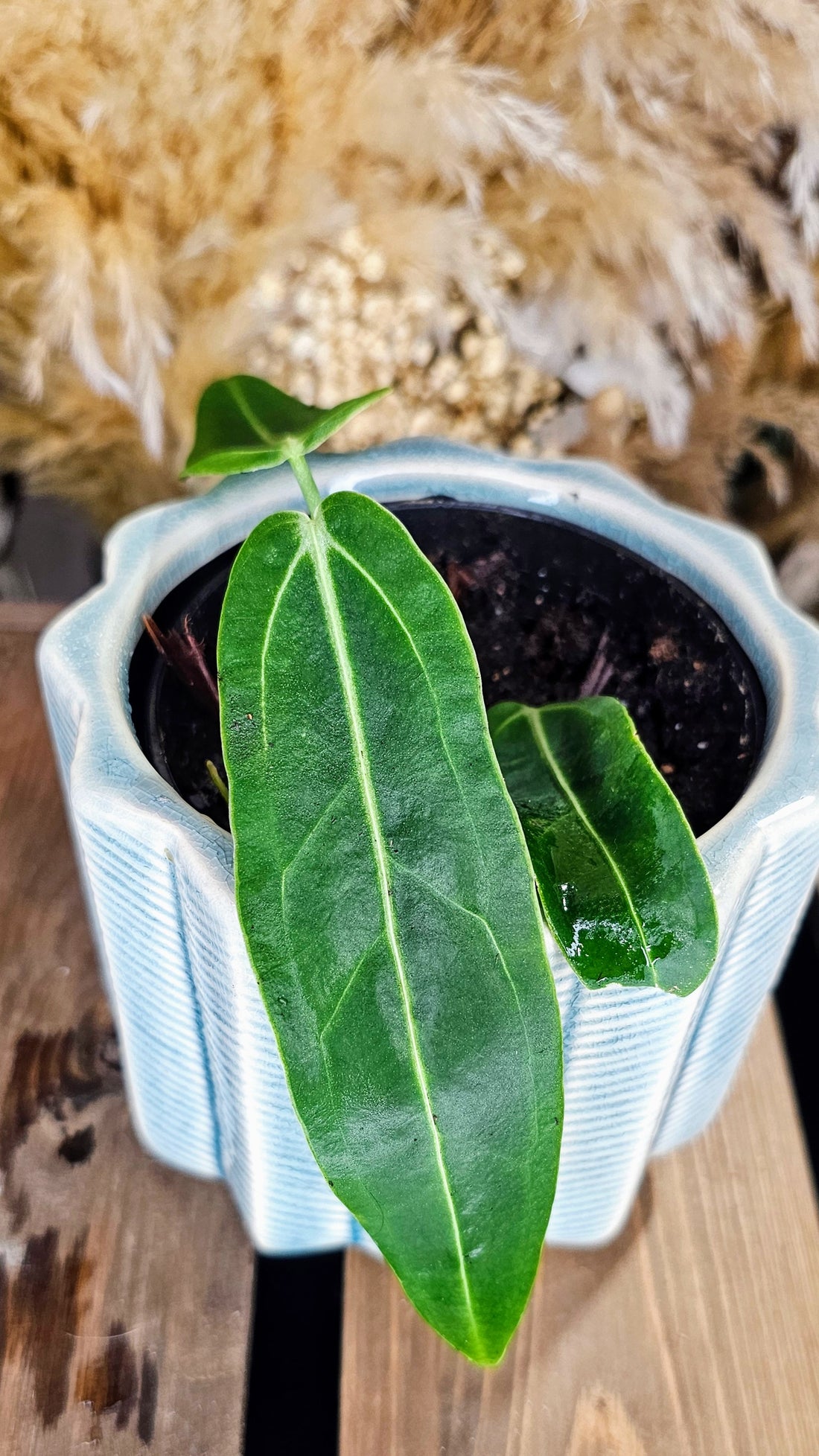 Anthurium Warocqueanum (WAW01)