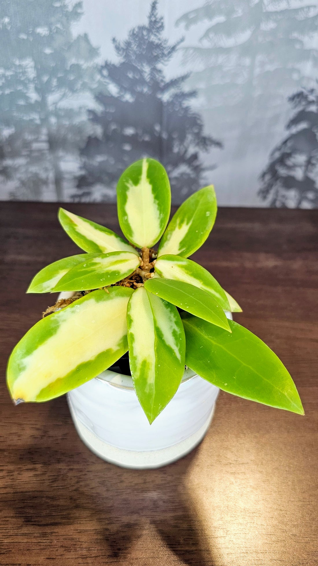 Hoya acuta inner variegated (WH 60)