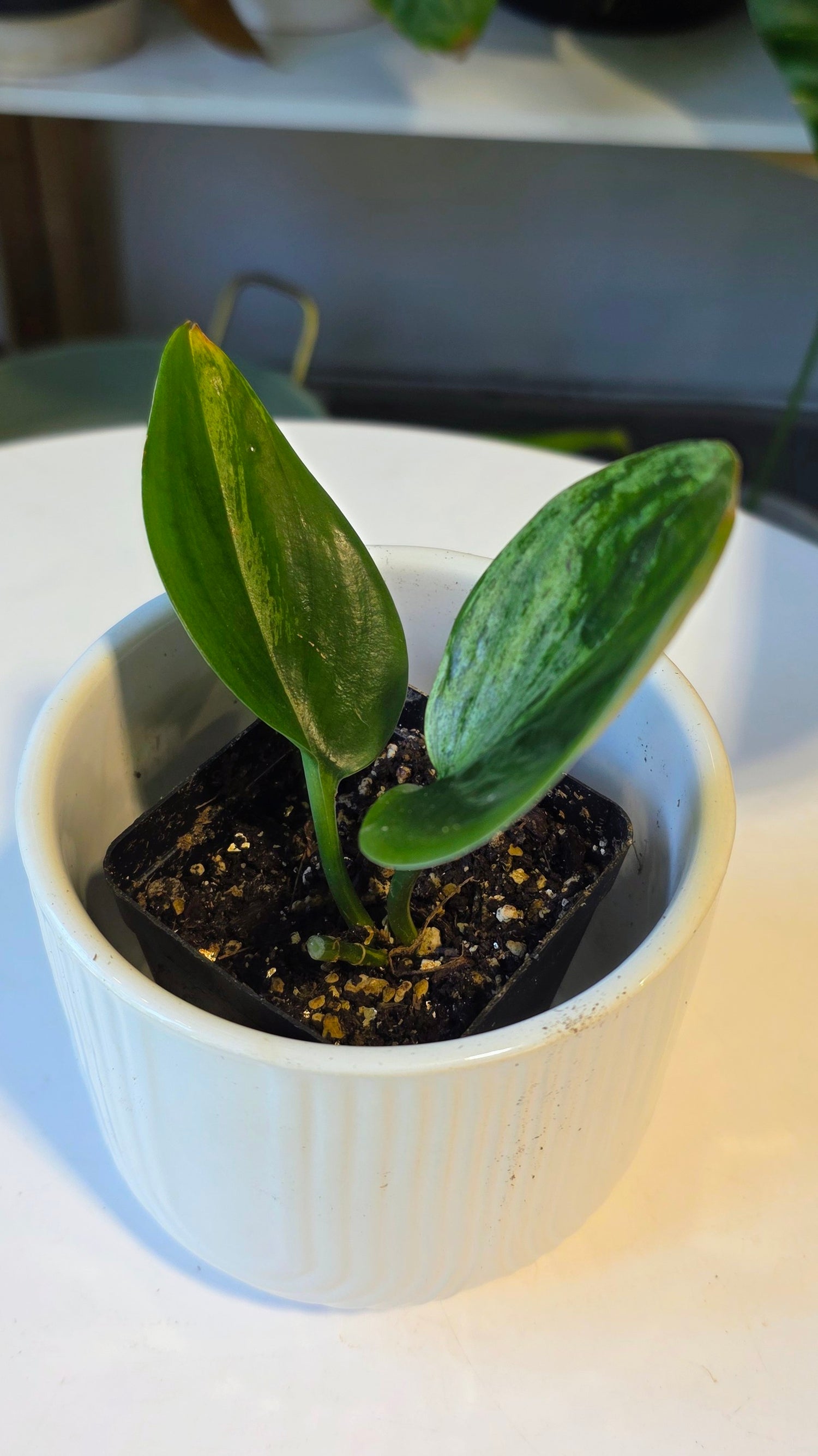 Scindapsus treubii variegated dark form