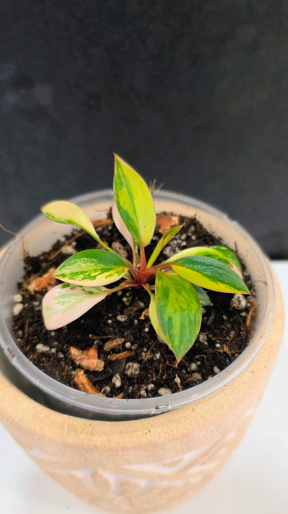 Philodendron Red Congo Variegated D