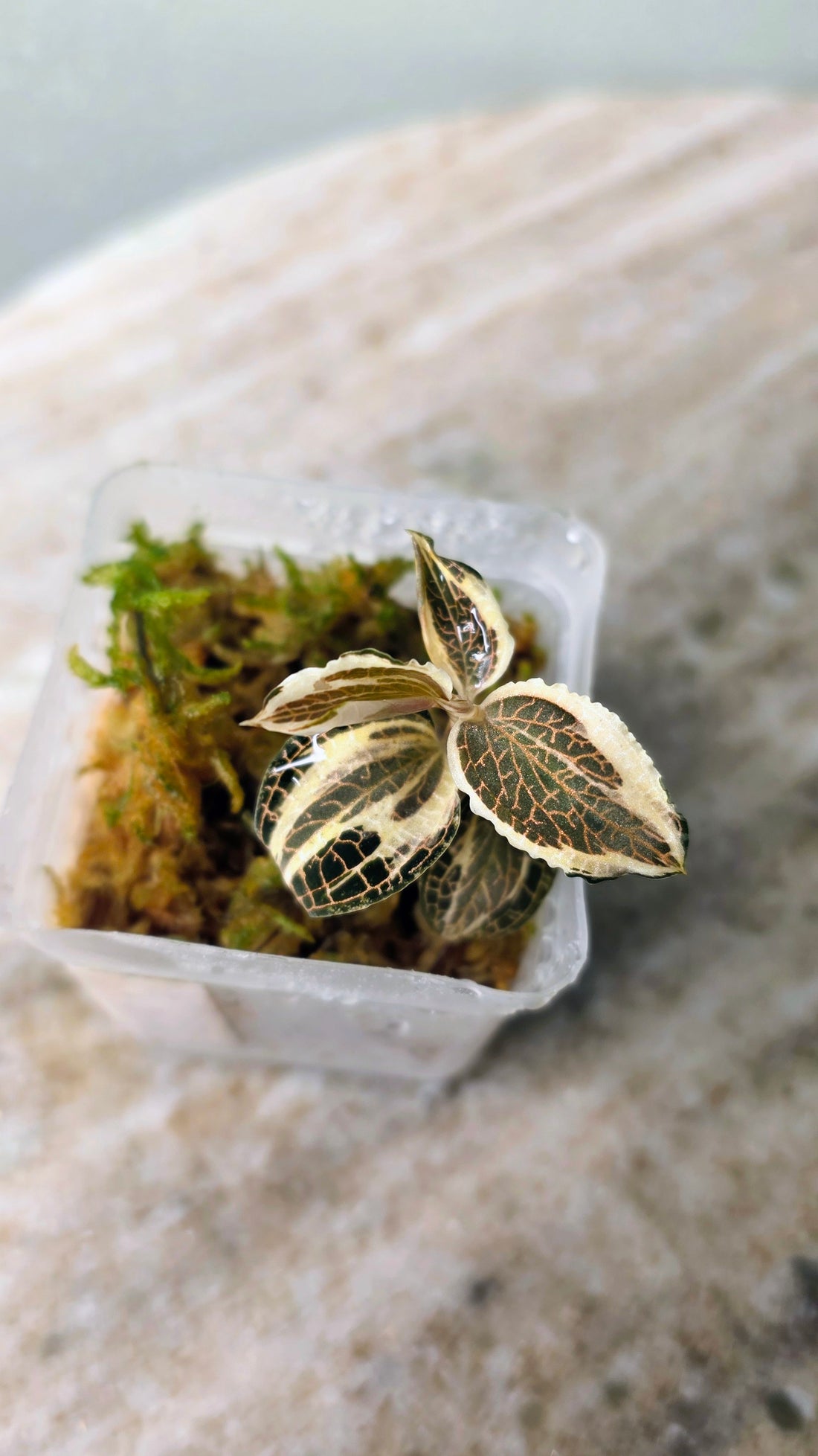 Anoectochilus Roxburghii Variegated