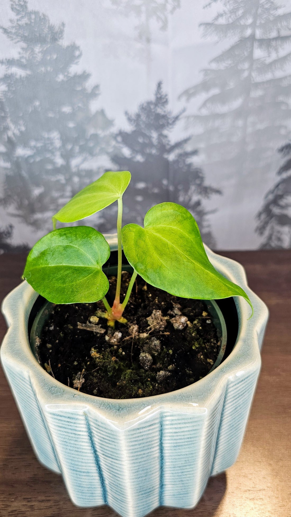 Anthurium Delta Force (A4)