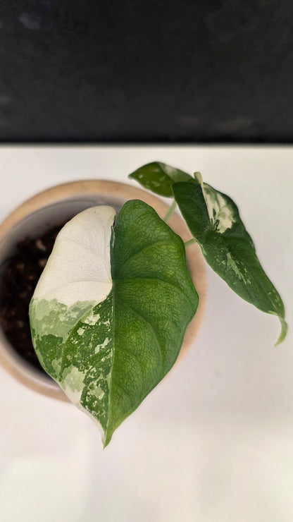 Alocasia Melo Albo C