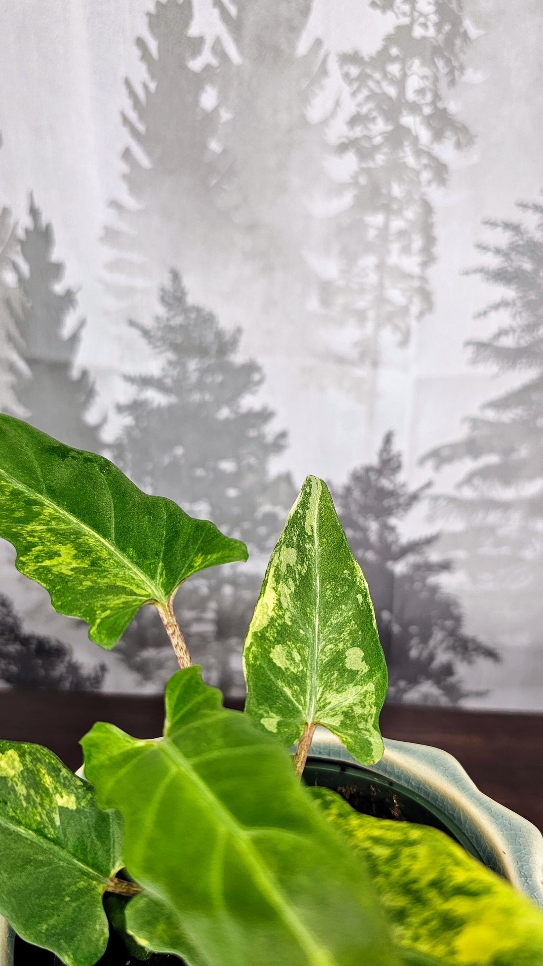 Alocasia Lauterbachiana Aurea Variegated (A3)
