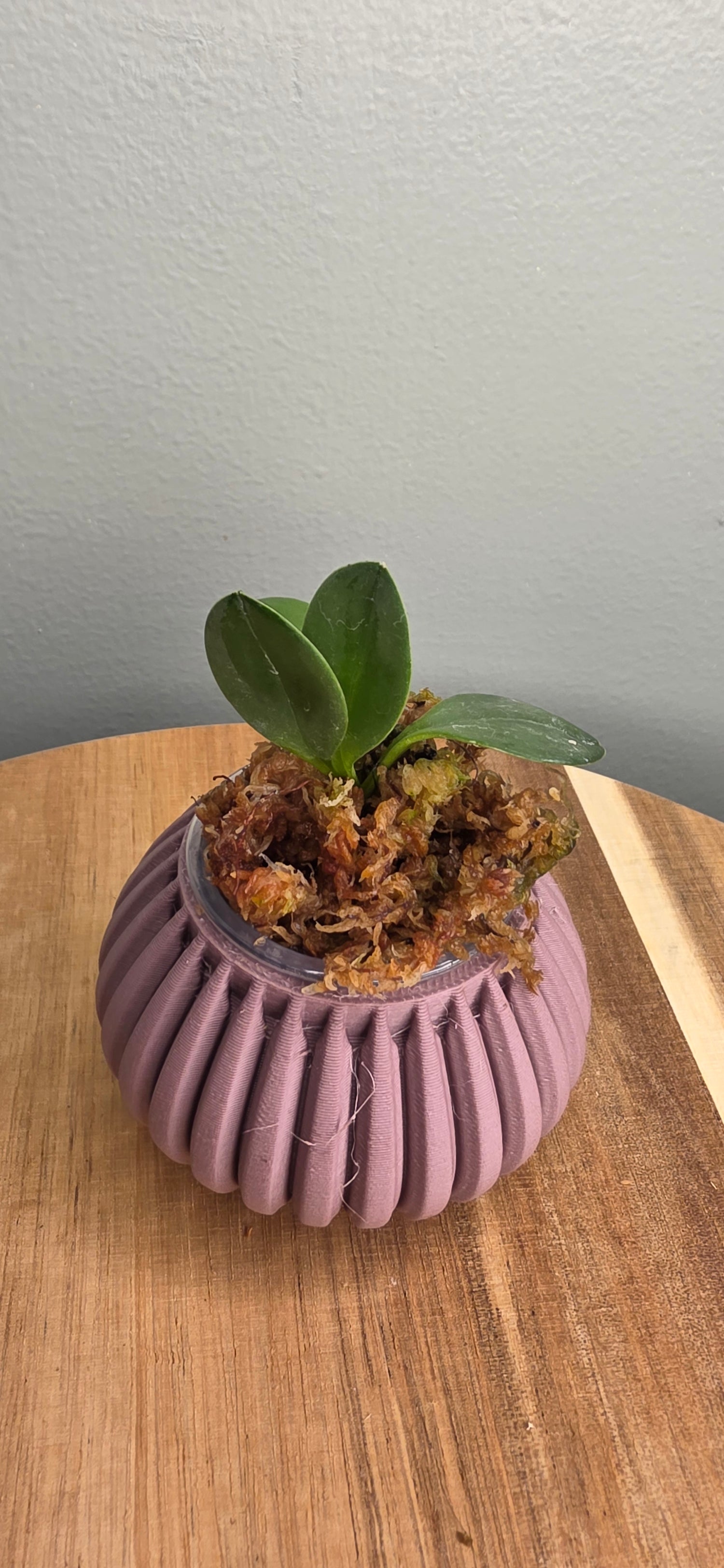 Masdevallia rubiginosa