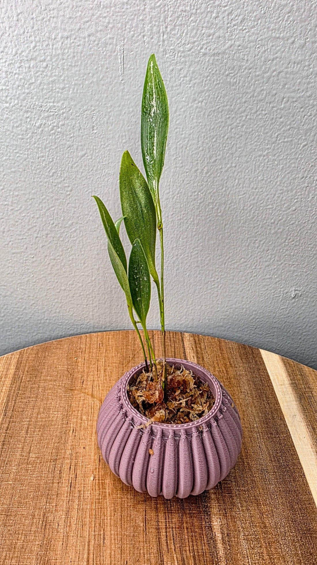 Pleurothallis condorensis
