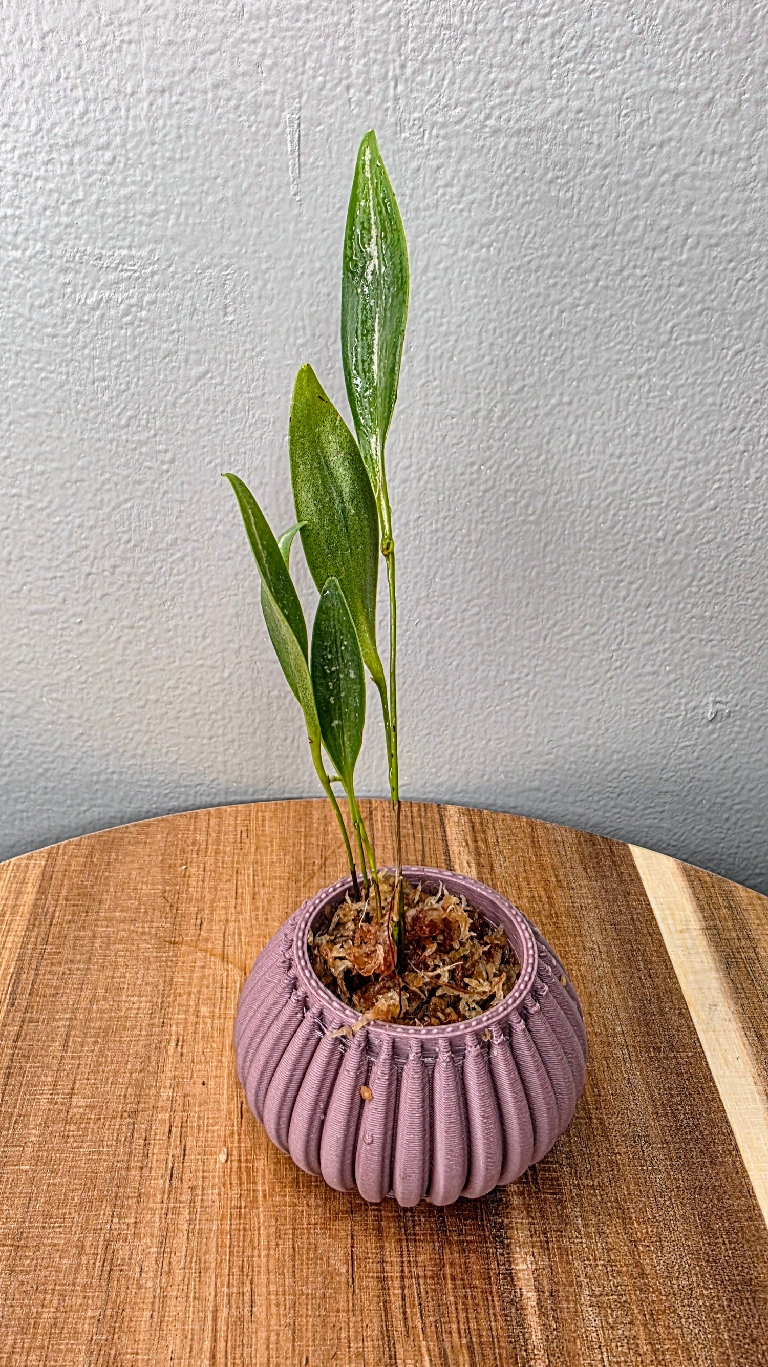 Pleurothallis condorensis