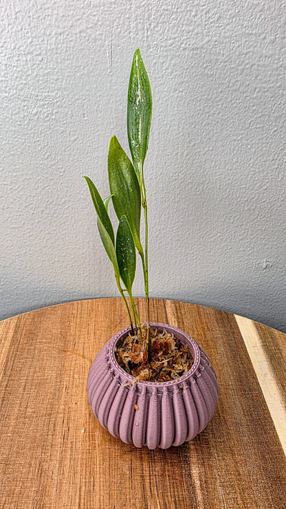 Pleurothallis condorensis