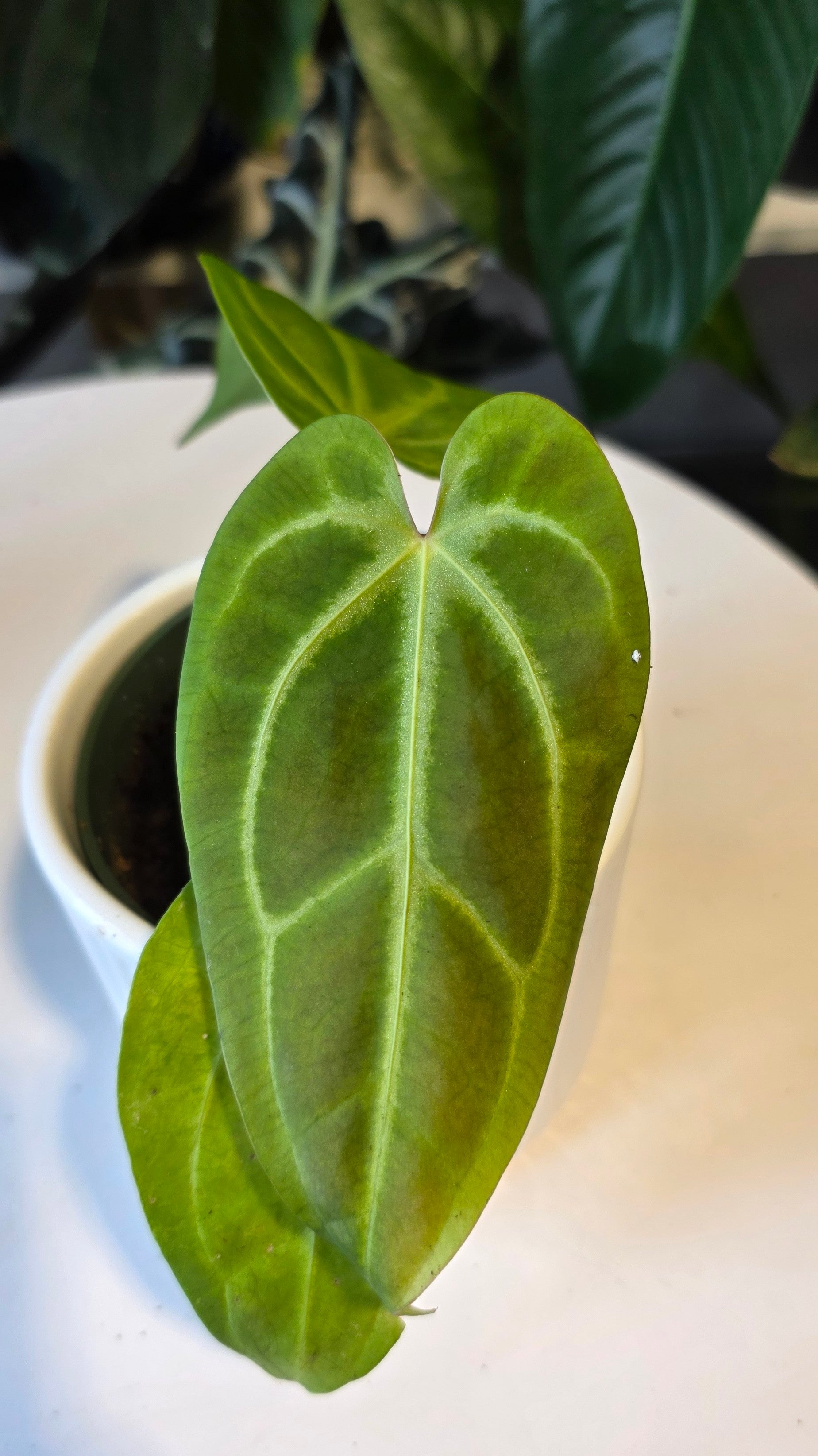 Anthurium Forgetii x Besseae aff. (D)