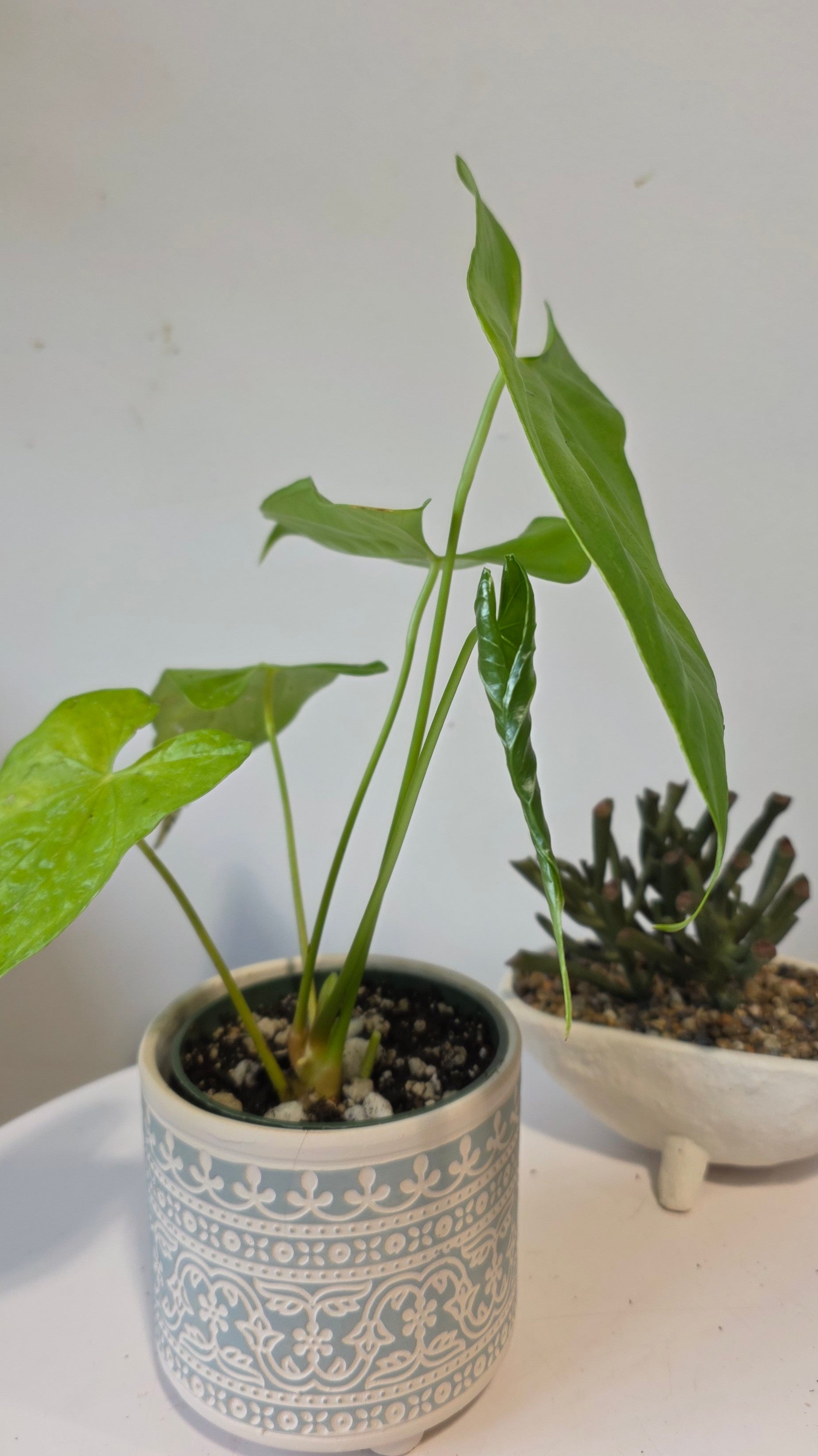 Anthurium nigrolaminum lime