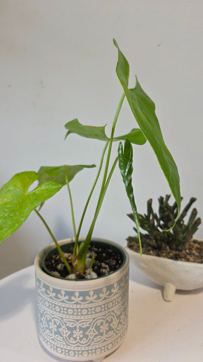 Anthurium nigrolaminum lime