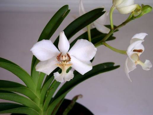Vanda barnesii