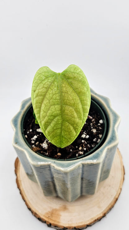 Anthurium Debilis (B)