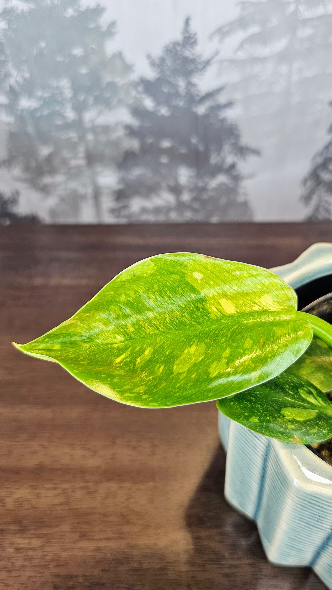 Philodendron Green Congo Hybrid Variegated (WP061)