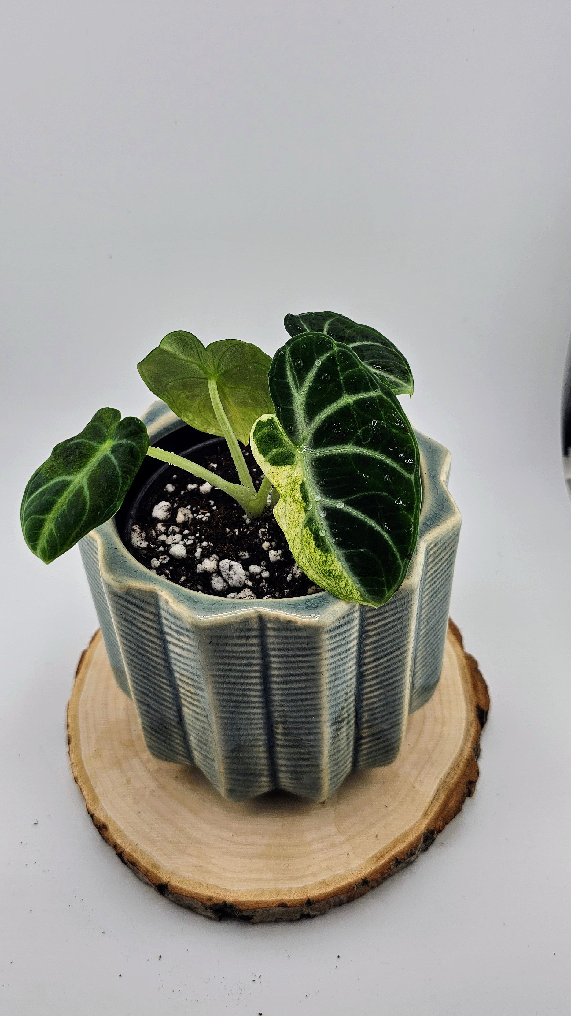 Alocasia Black Velvet Variegated (C)