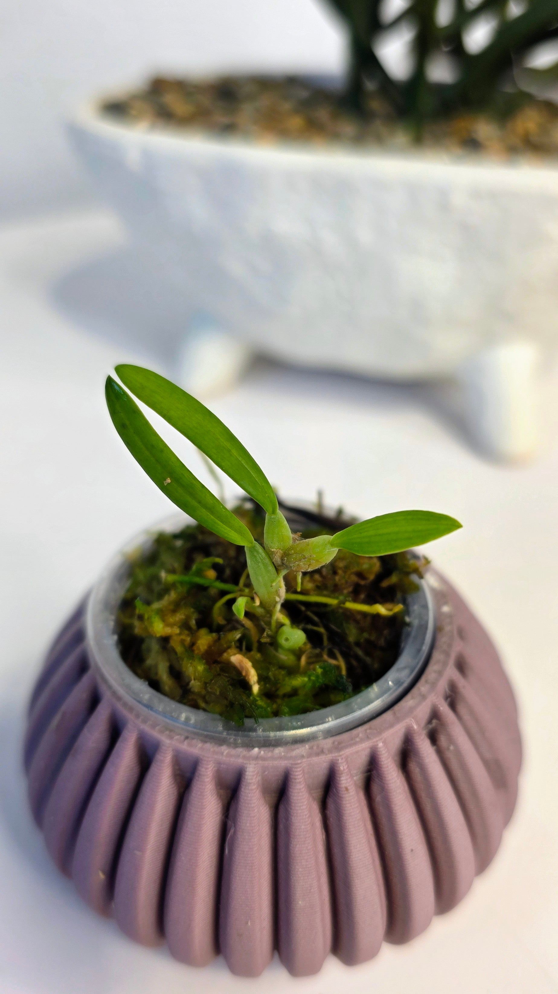Bulbophyllum japrii