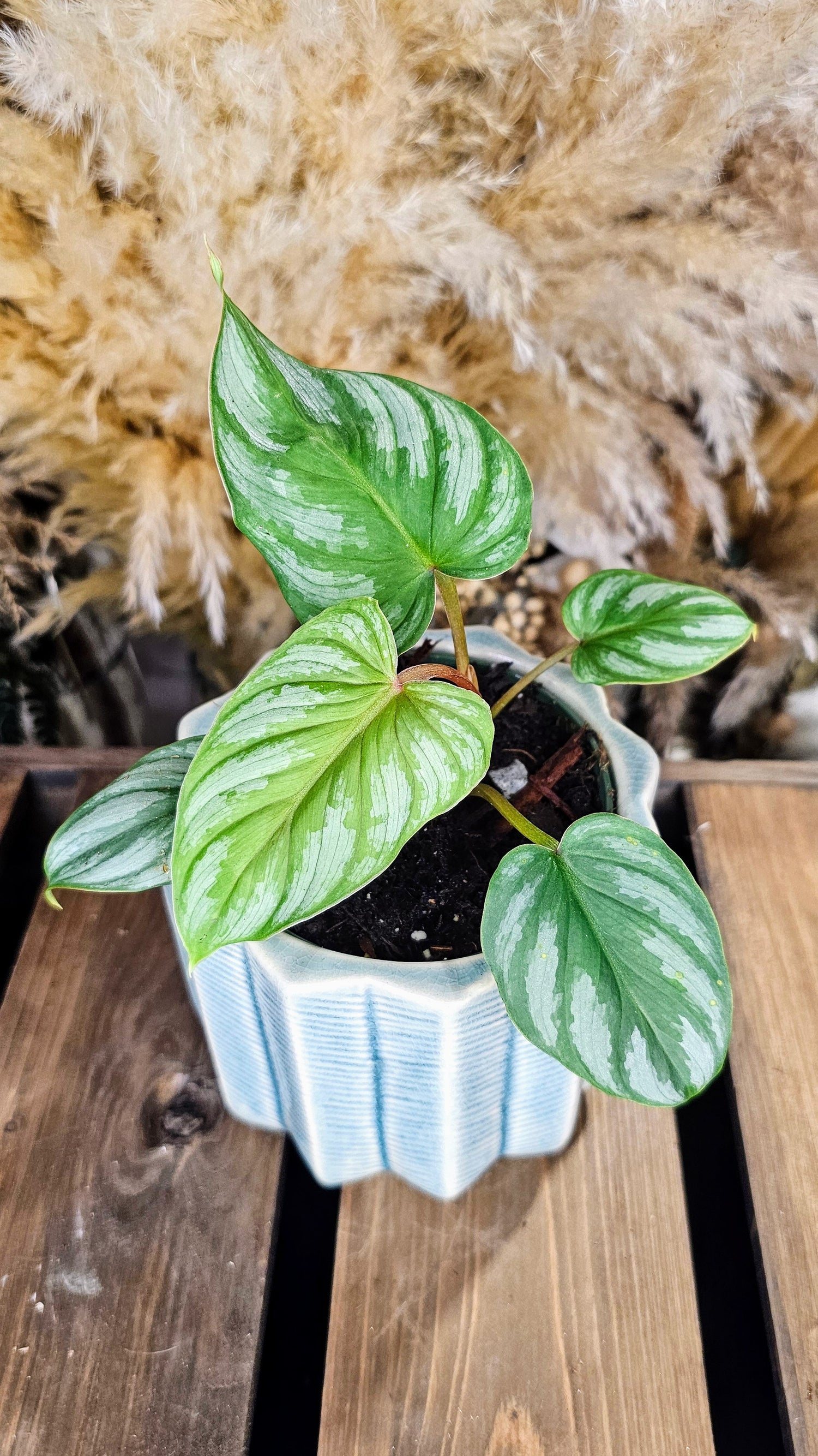 Philodendron Plowmanii (WPP01)