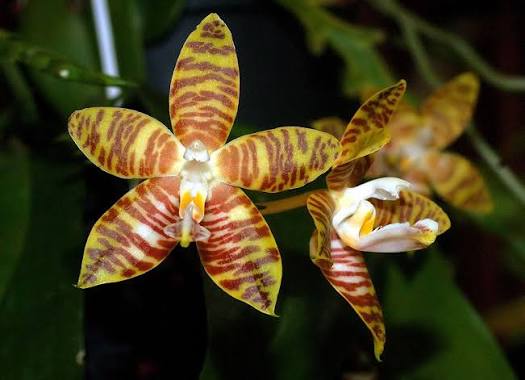 Palaenopsis amboinensis var. Flavida