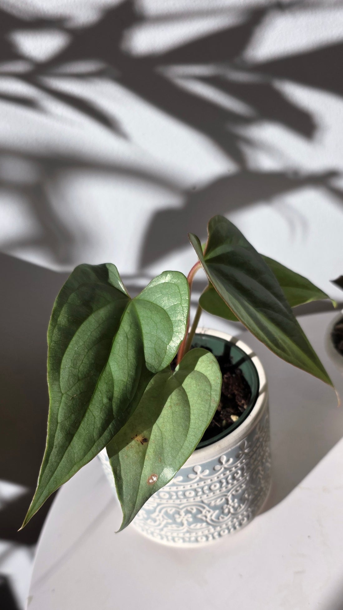 Anthurium sp Silver Peru A