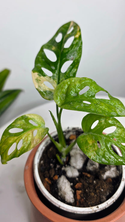 Monstera Adansonii Aurea A