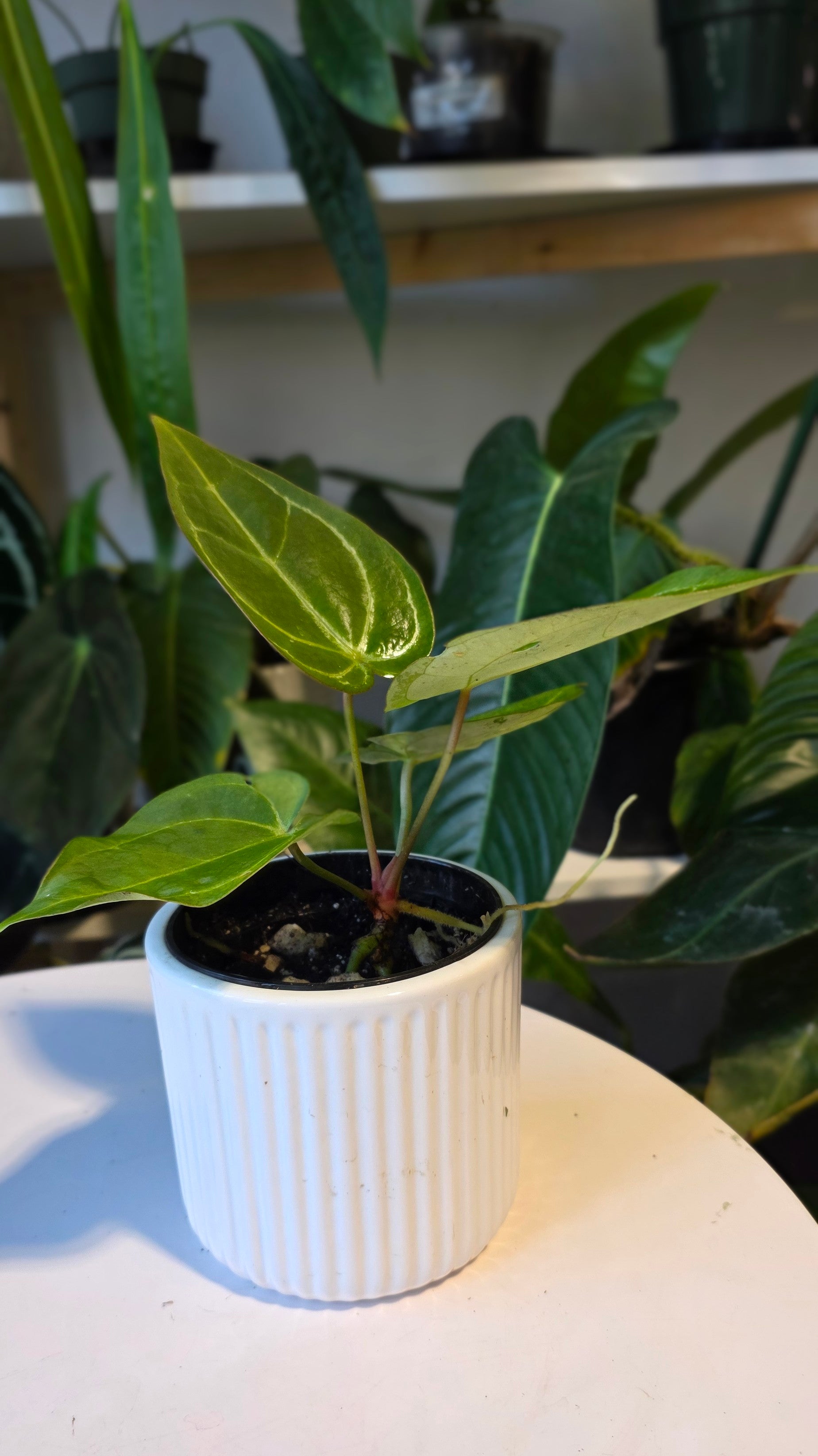 Anthurium Blue Pap x One DP (c)