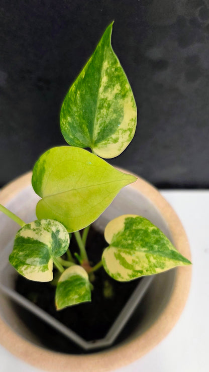Anthurium Clarinervium Variegated D