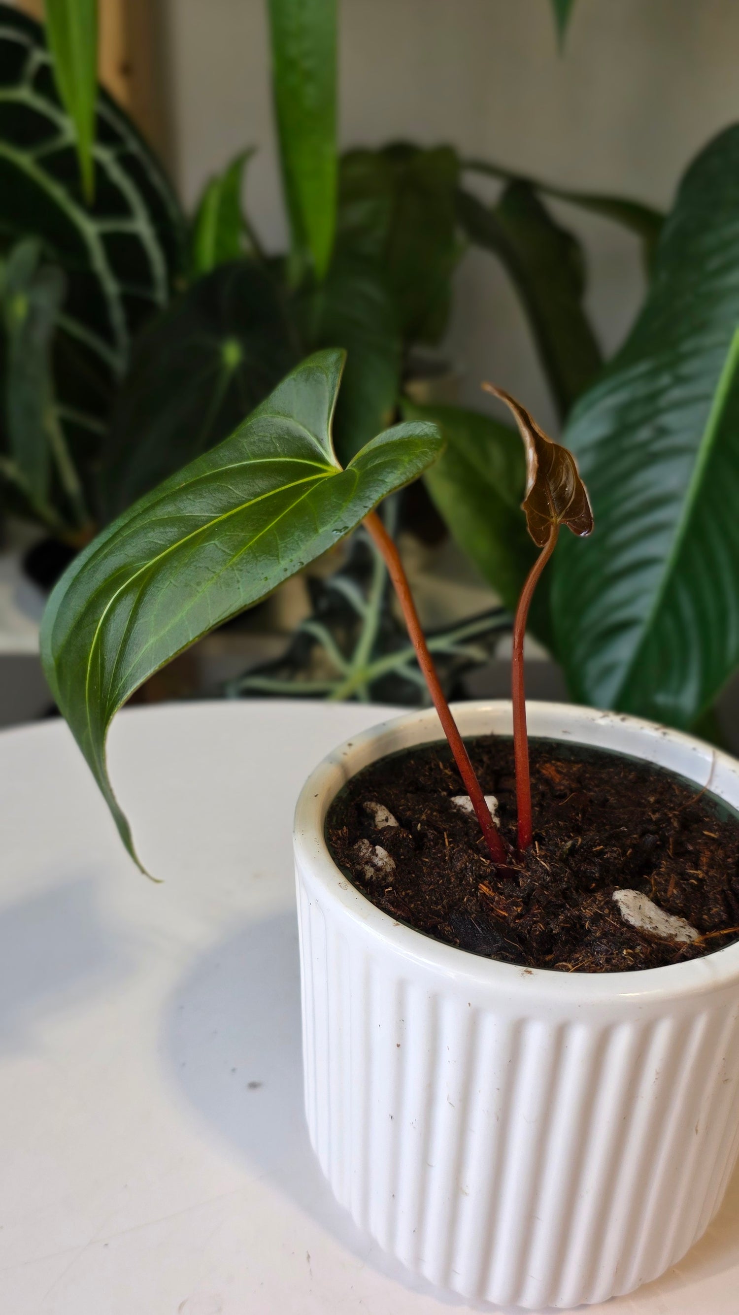 Anthurium Regale x sp. Napo (A)