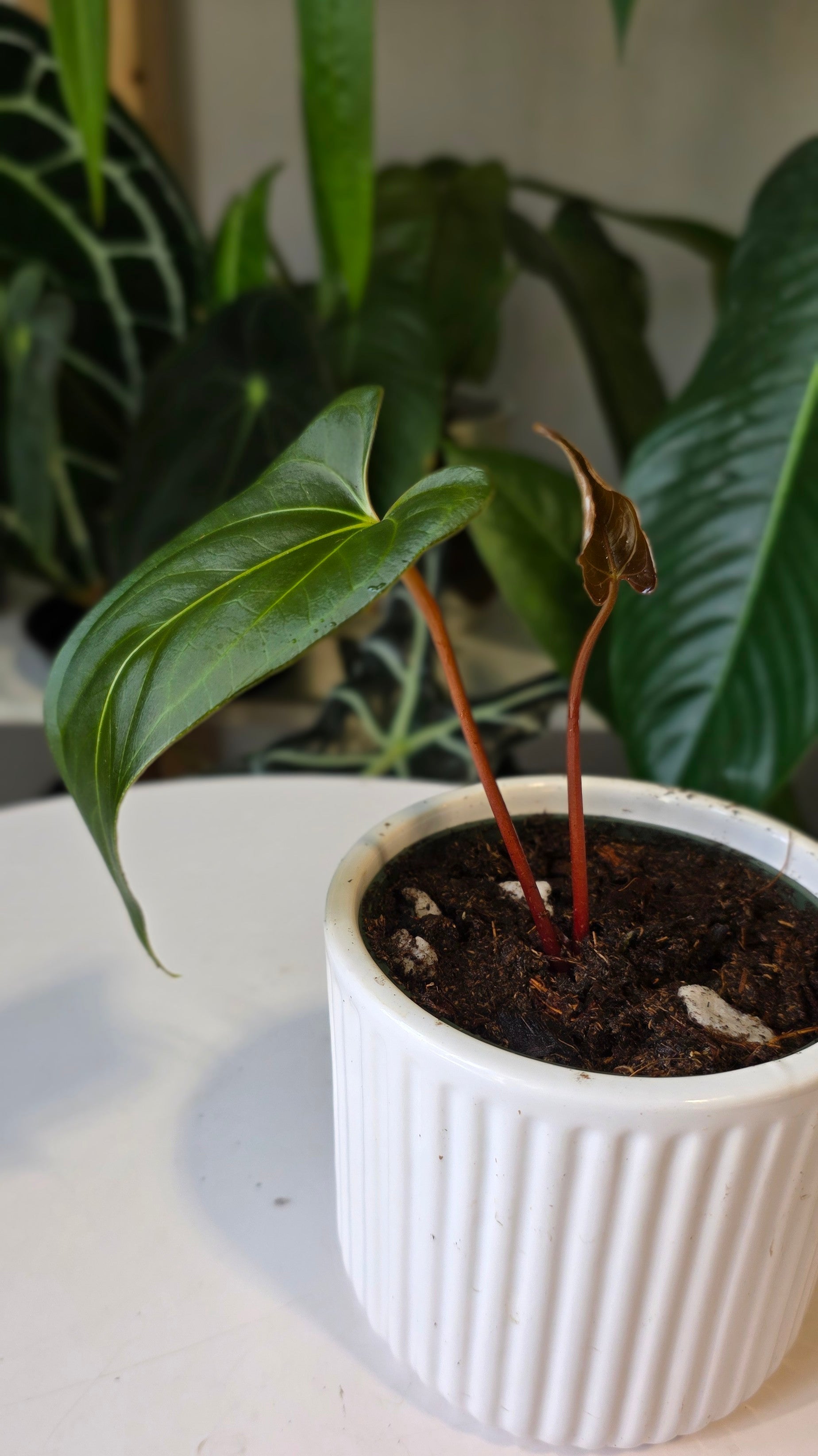 Anthurium Regale x sp. Napo (A)