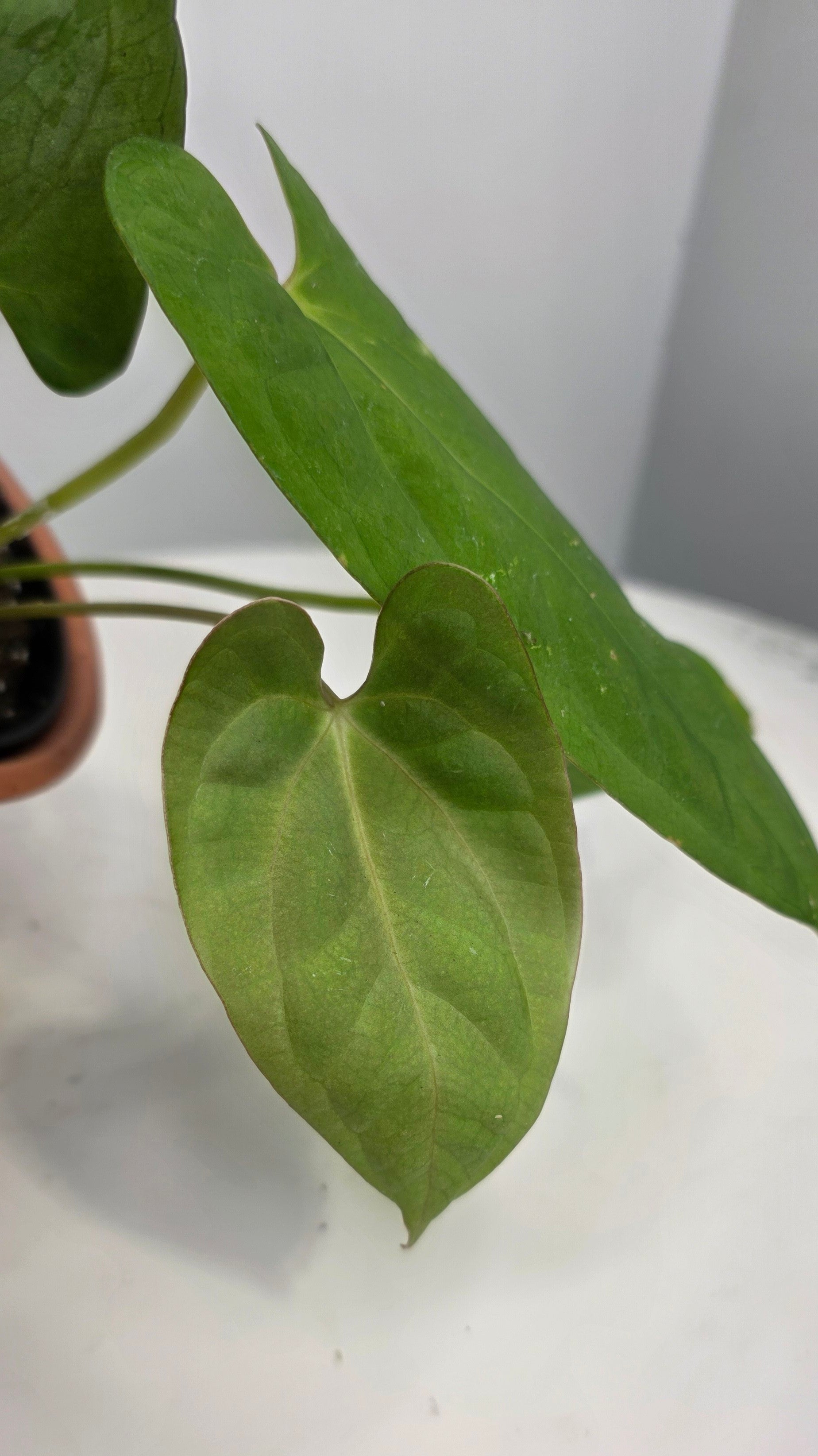 Anthurium Blue Pap x One DP