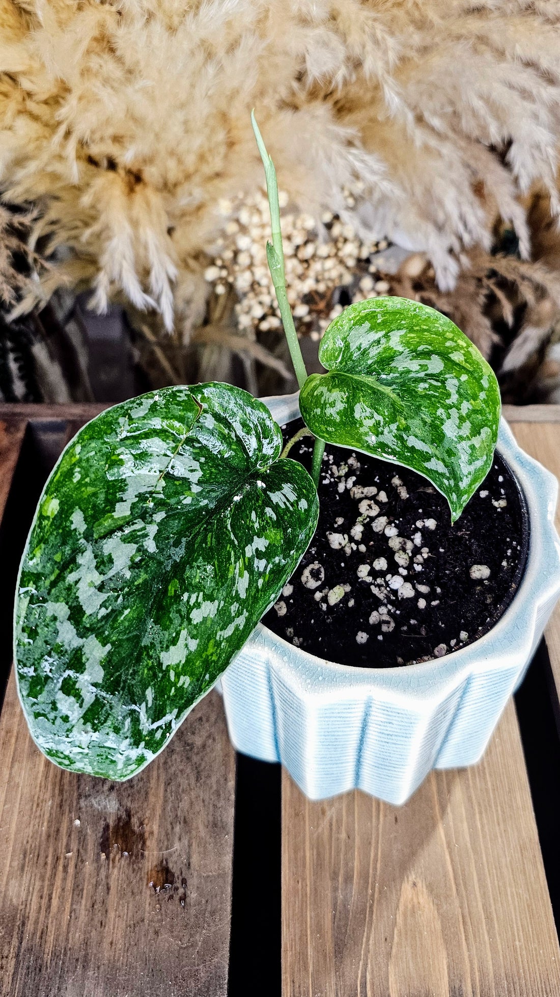 Scindapsus Baticon variegated (WOS01)