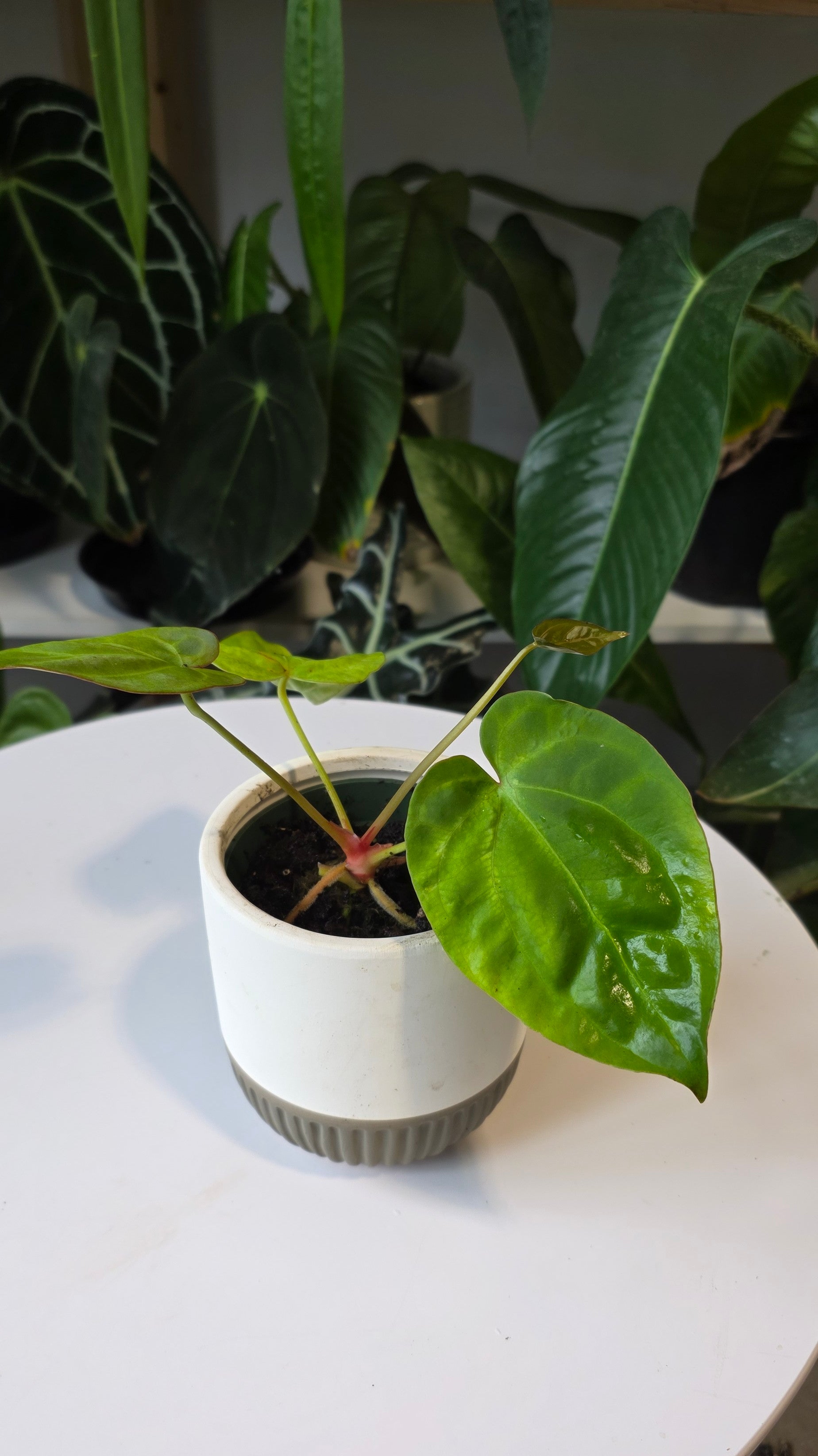 Anthurium Crystallinum X Dressleri (A)