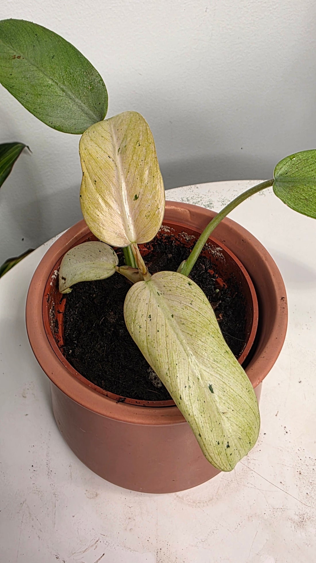 Philodendron Snowdrift Variegated D