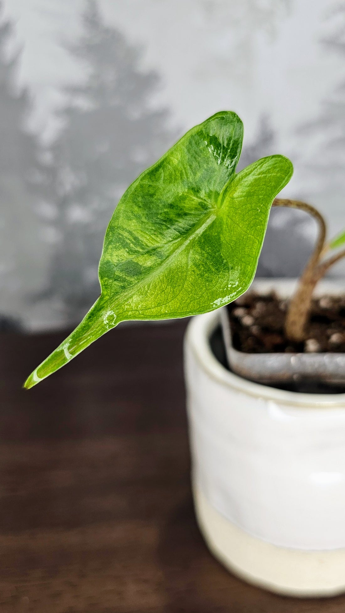 Alocasia Stingray Variegated