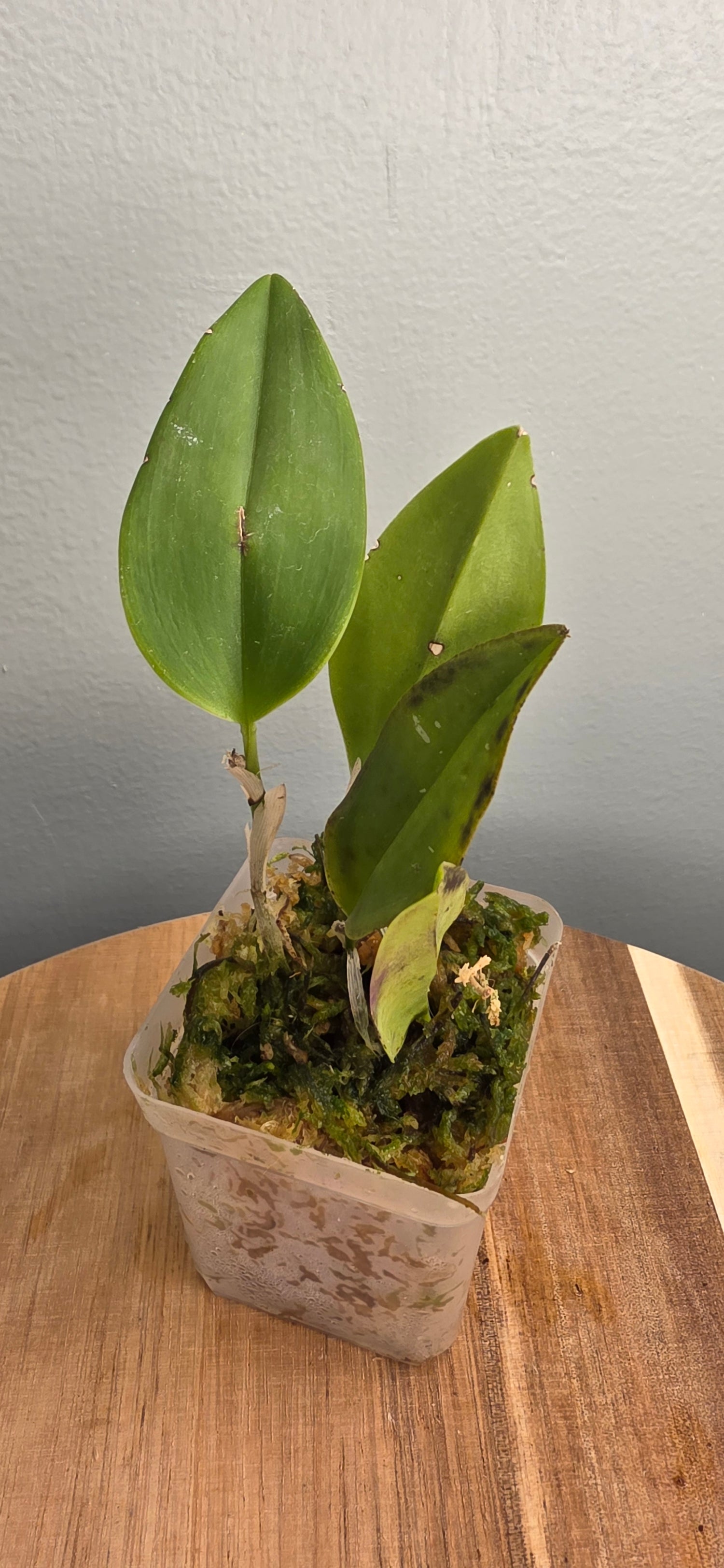 Restrepia elegans Camila