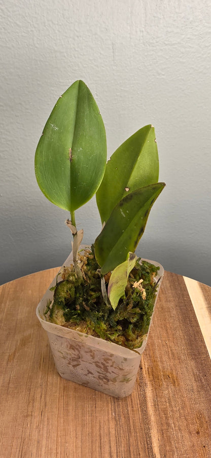 Restrepia elegans Camila