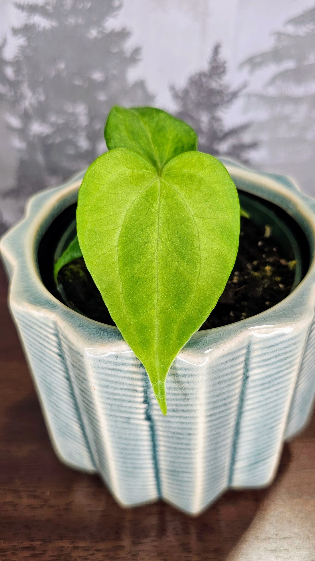 Anthurium Delta Force (A1)