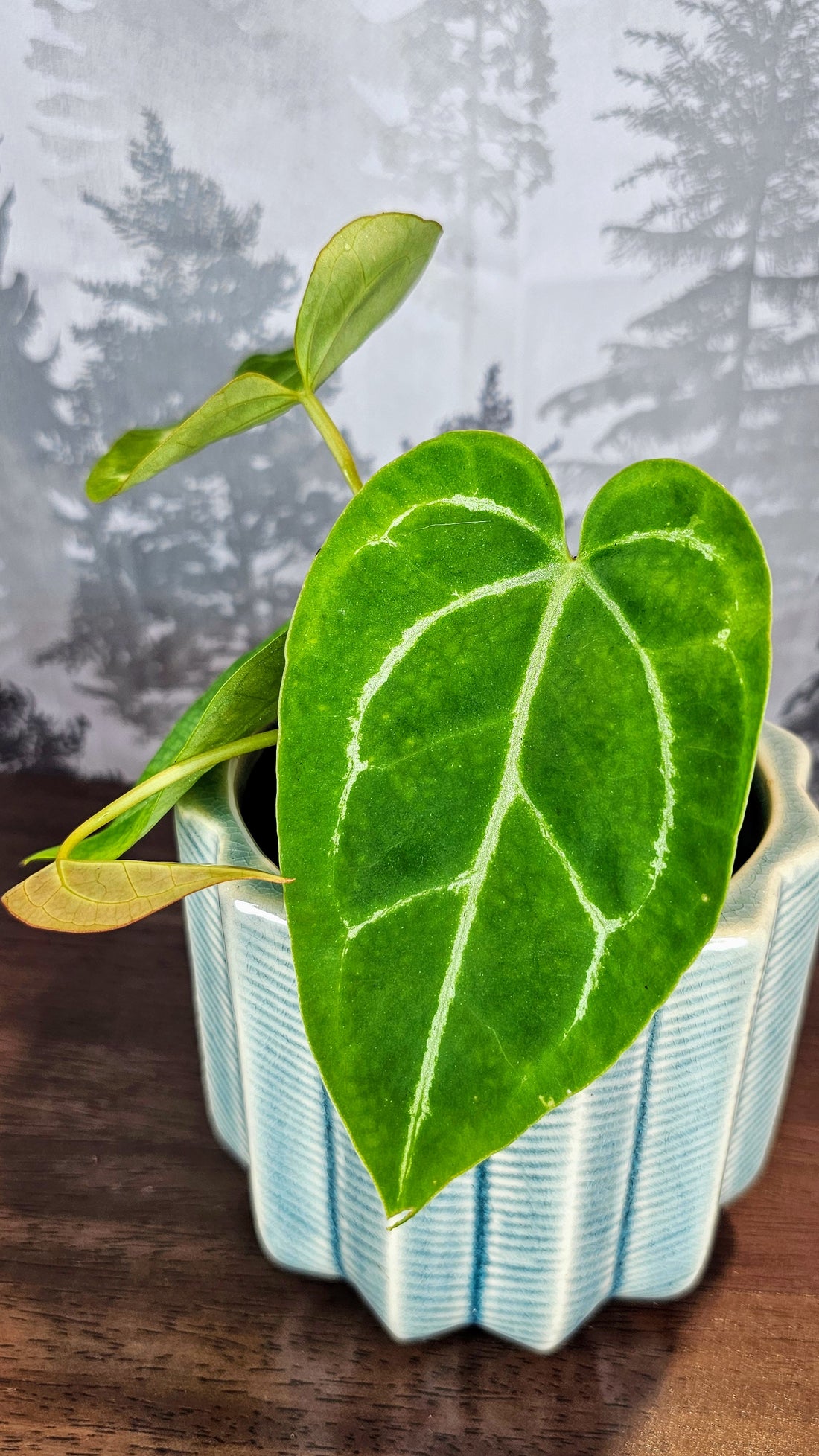 Anthurium Black Velvet (A01)