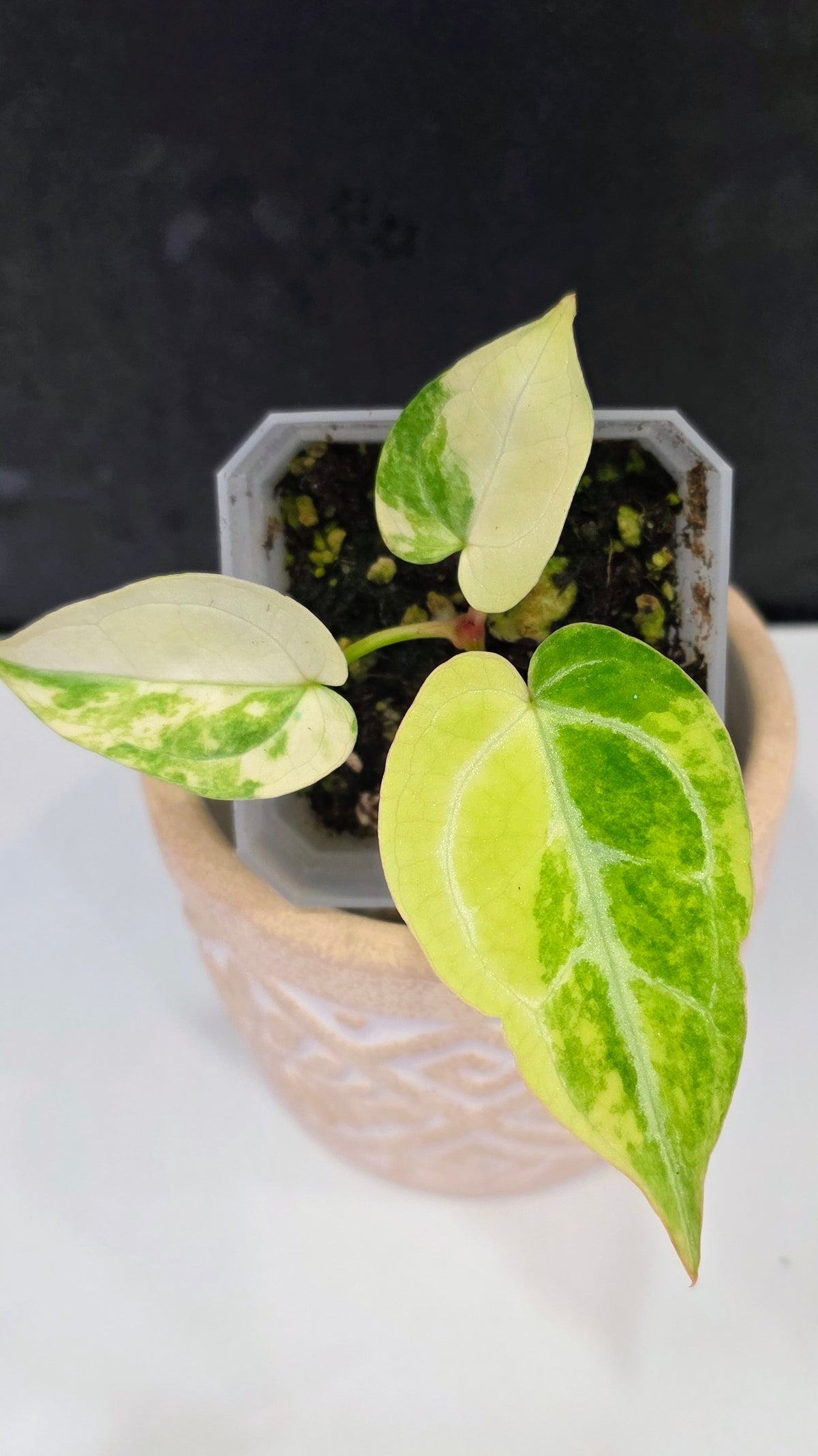 Anthurium Crystallinum Variegated A