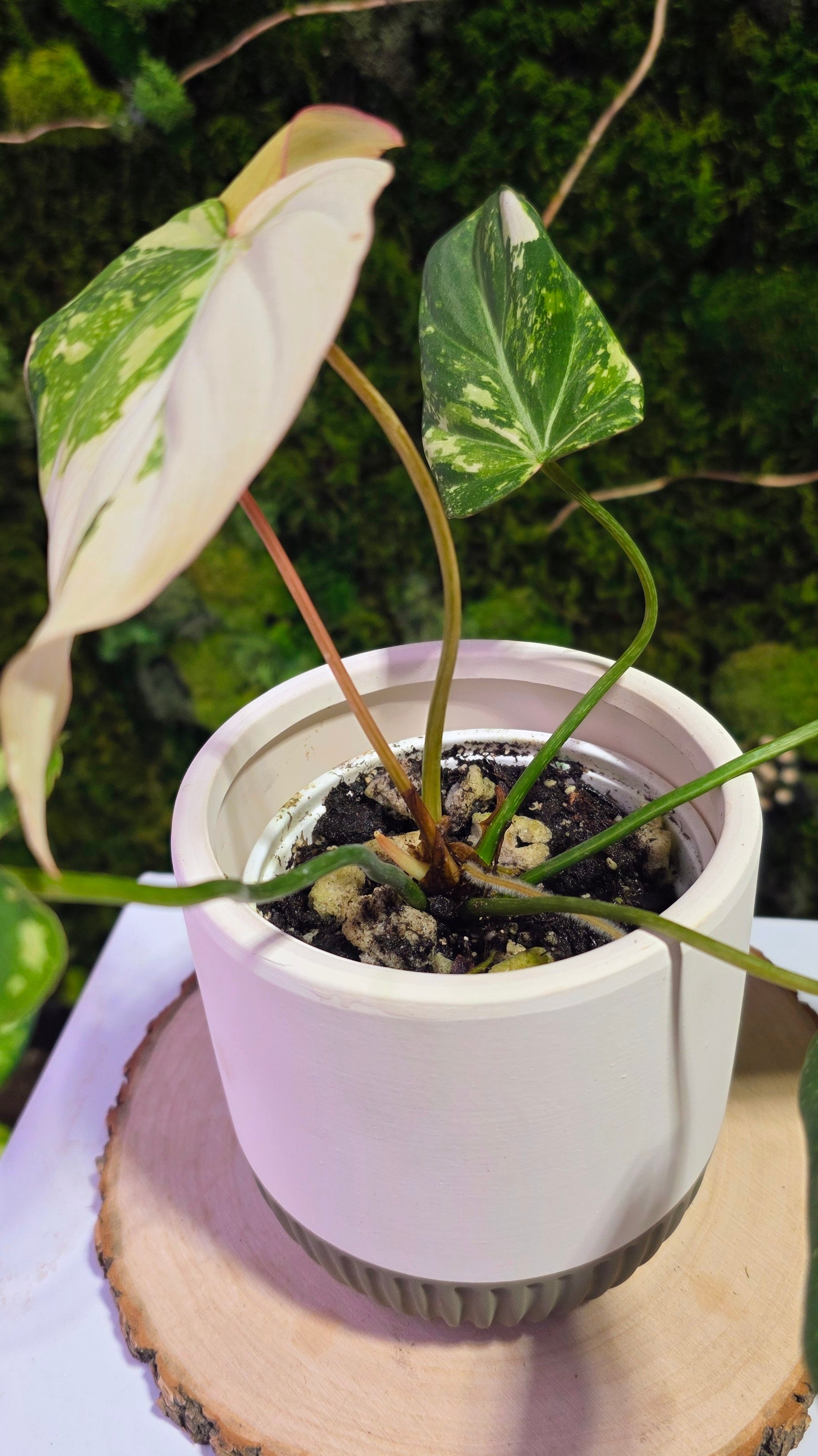 Philodendron Gloriosum Tricolor A