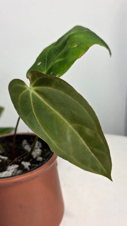 Anthurium Blue Papililaminum x Dark Phoenix A