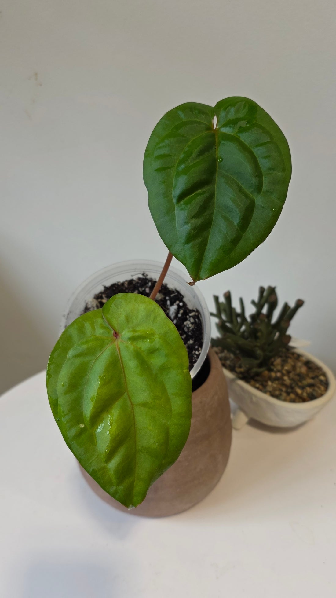 Anthurium Titanium (Besseae aff x Nigrolaminum) "a"