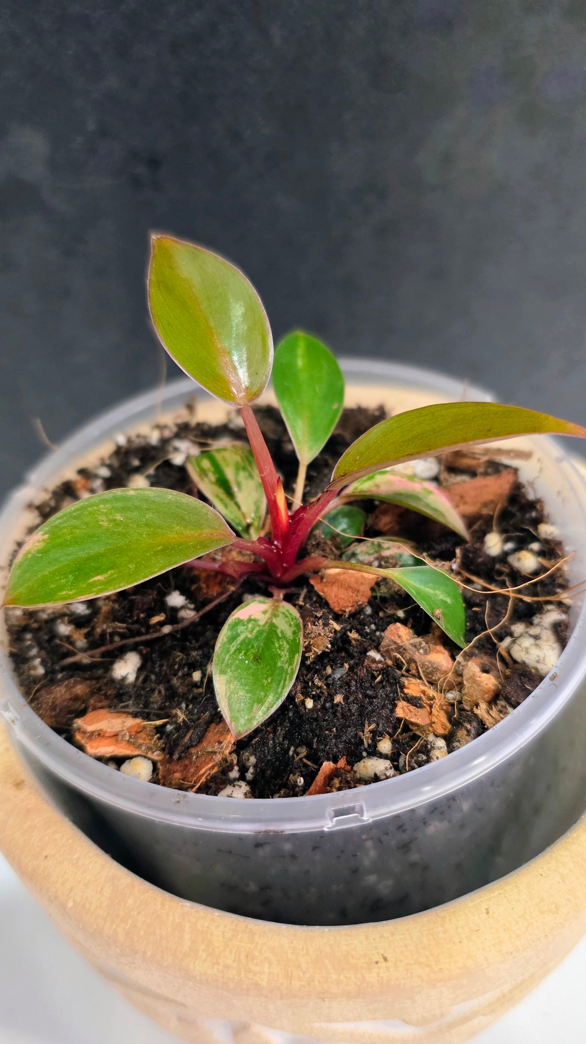 Philodendron Red Congo Variegated F