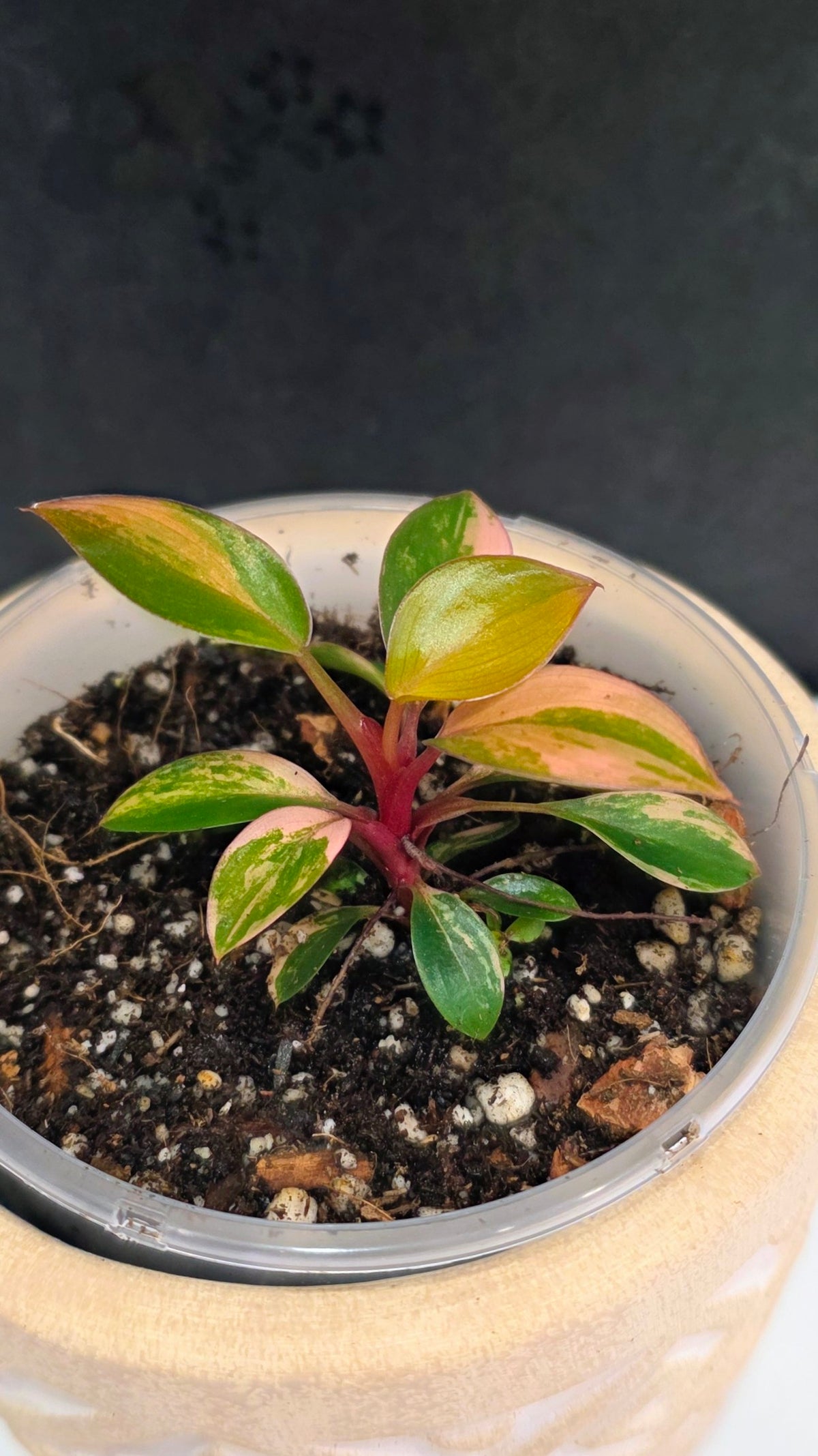 Philodendron Red Congo Variegated B